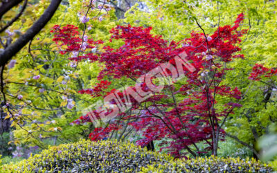 Red and green Maple with Cherry flowers
